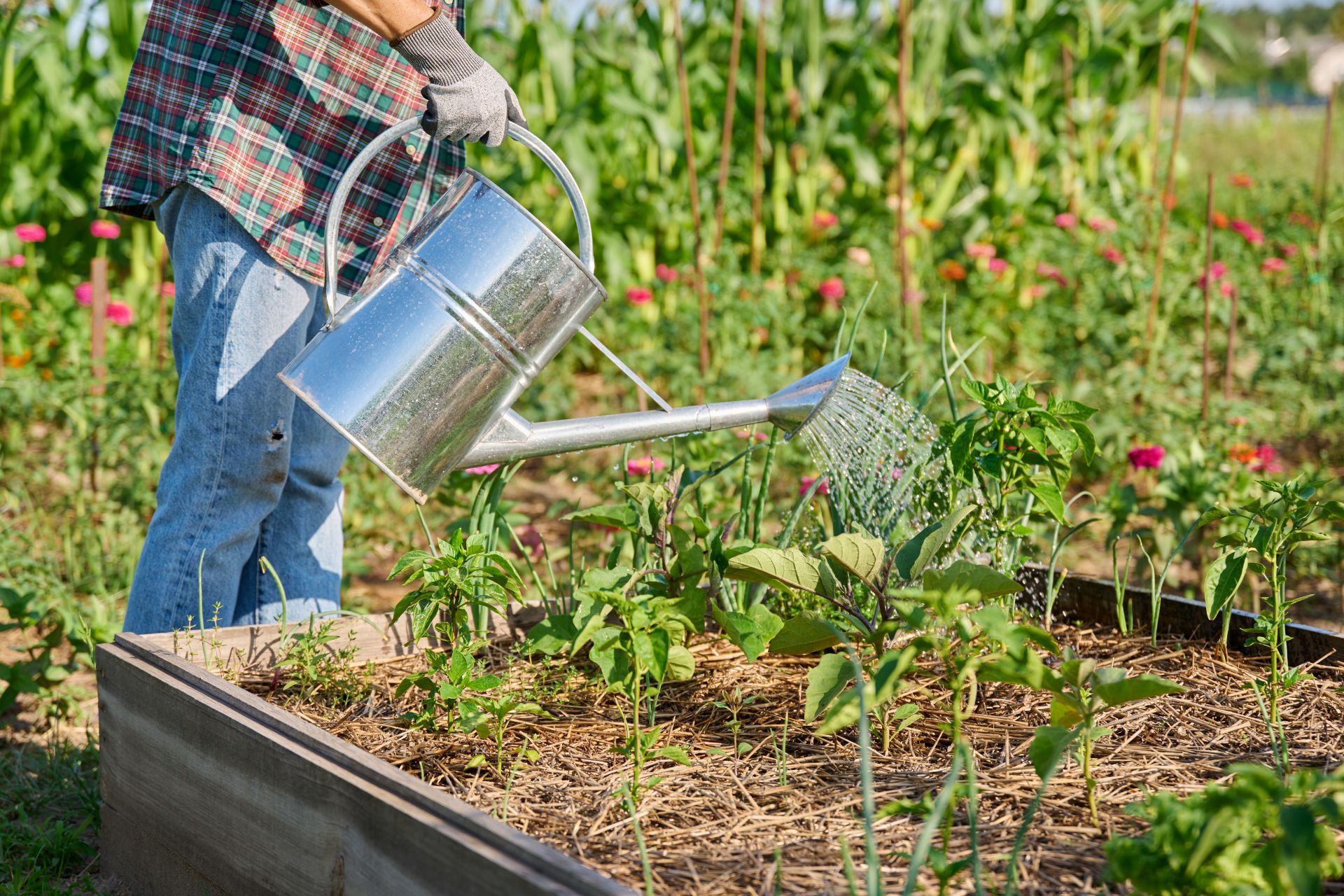 Gemüsebeet im Garten wird mit Gießkanne bewässert – nachhaltige Wassernutzung